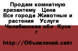 Продам комнатную хризантему › Цена ­ 250 - Все города Животные и растения » Услуги   . Челябинская обл.,Куса г.